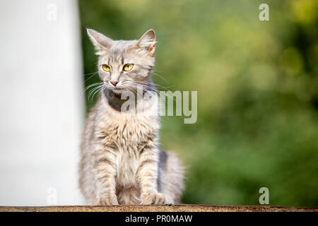 Grau flauschige Katze auf einem grünen Hintergrund unscharf Stockfoto