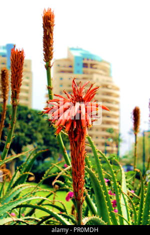 Rote Aloe Vera blht in Clustern, die verschiedene Phasen der Blte zeigen,  eine saftige exotische Pflanze, die natrlich in tropischen Klimazonen  wchst Stockfotografie - Alamy