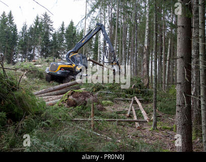 Feldhäcksler Forstwirtschaft, Forstwirtschaft Fahrzeug arbeitet im Wald mit der Kahlschlag ein Bereich Stockfoto