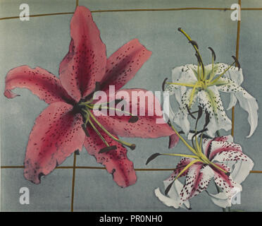 Lily; Kazumasa Ogawa, Japanisch, 1860-1929, Yokohama, Japan; 1896; Hand - farbige Lichtdruck; 21,3 x 26 cm Stockfoto