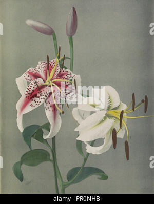 Lily; Kazumasa Ogawa, Japanisch, 1860-1929, Yokohama, Japan; 1896; Hand - farbige Lichtdruck; 29.1 x 23 cm Stockfoto