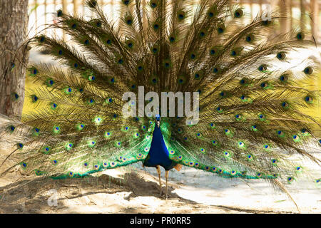 Männliche Pfau mit ausgebreiteten Flügeln in seiner Brautwerbung. Horizontale erschossen. Stockfoto