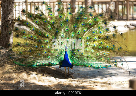 Männliche Pfau mit ausgebreiteten Flügeln in seiner Brautwerbung. Horizontale Schuß Stockfoto