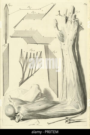 Platte 64 Godefridi Bidloo, medicinae doctoris und Chirurgi, Anatomia Humani Corporis: Centum und Quinque tabulis Stockfoto