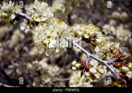 Wild Plum Blüten entlang des Weges in Waterton Canyon, Colorado Stockfoto