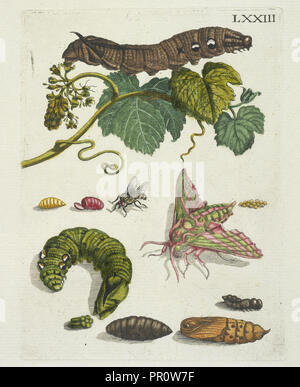 Druivenblossem, De Europische insecten, Merian, Maria Sibylla, 1647-1717, Gravieren, handkolorierte, 1730 Stockfoto