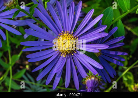 Blau Gelb New York Aster Blume Staude Symphyotrichum novi-belgii Stockfoto