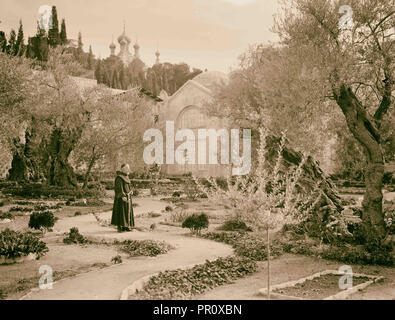 Im Garten Gethsemane, 1940, Jerusalem, Israel Stockfoto