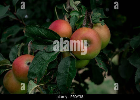 Bei einer Wanderung die wunderschönen Äpfel entdeckt Stockfoto