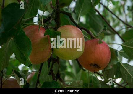 Bei einer Wanderung die wunderschönen Äpfel entdeckt Stockfoto