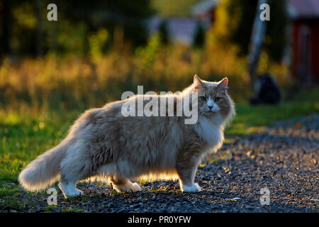 Große Norwegische Waldkatze männlich stehend im Abendlicht Stockfoto