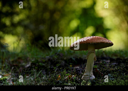 Giftige Pilze wachsen aus Moss Stockfoto