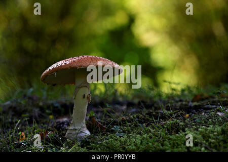 Giftige Pilze wachsen aus Moss Stockfoto
