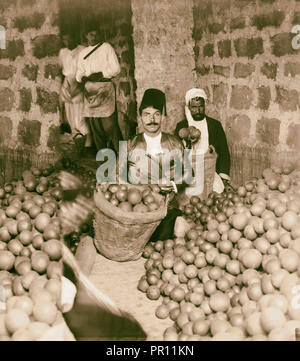 Jaffa orange Kultur. Einstufung von Orangen. 1900, Israel, Tel Aviv Stockfoto