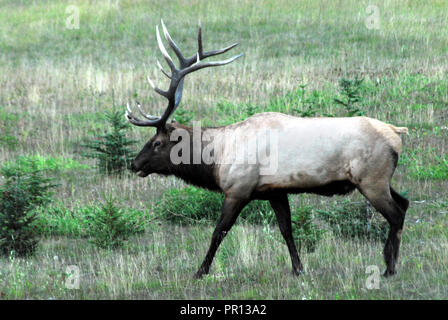 In der Nähe eines schönen gepflegten Elch Hirsch das Führen einer kleinen Herde auf einem Hügel in der Nähe von Jasper, Kanada. Beachten Sie die große Rack. Stockfoto