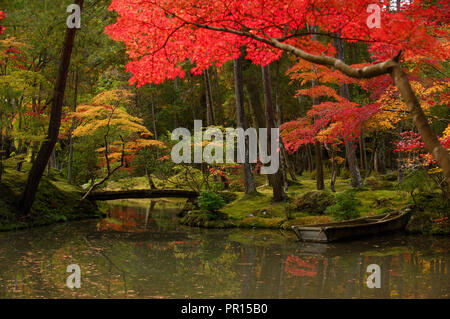 Herbstfarben im Moos Garten von Saiho-ji Tempel, Weltkulturerbe der UNESCO, Kyoto, Japan, Asien Stockfoto