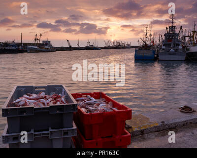 Boxen von Knurrhahn, gerade von einem Trawler landete auf der Hafenseite, wie die Sonne über dem Hafen von Newlyn in Cornwall, England, Vereinigtes Königreich Stockfoto