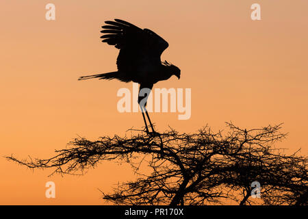 Secretarybird (Sagittarius serpentarius) auf Roost, Zimanga Private Game Reserve, KwaZulu-Natal, Südafrika, Afrika Stockfoto