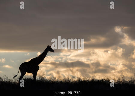 Giraffe (Giraffa Camelopardalis), Kgalagadi Transfrontier Park, Südafrika, Afrika Stockfoto
