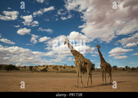 Giraffen (Giraffa Camelopardalis), Kgalagadi Transfrontier Park, Südafrika, Afrika Stockfoto