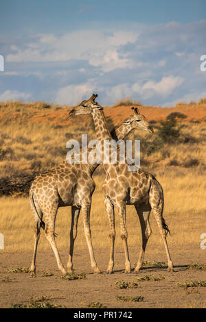 Giraffen (Giraffa Camelopardalis), Kgalagadi Transfrontier Park, Südafrika, Afrika Stockfoto