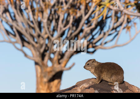Klippschliefer (Procavia capensis), Köcherbaumwald, Keetmanshoop, Namibia, Afrika Stockfoto