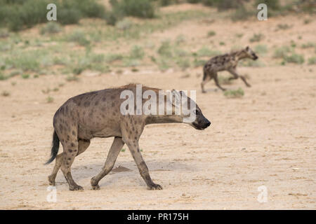 Tüpfelhyäne (Crocuta crocuta), Kgalagadi Transfrontier Park, Northern Cape, Südafrika, Afrika Stockfoto