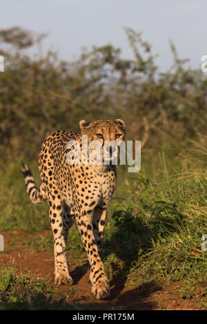 Gepard (Acinonyx jubatus) Weiblich, Zimanga Private Game Reserve, KwaZulu-Natal, Südafrika, Afrika Stockfoto
