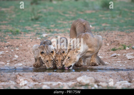 Löwen (Panthera leo) trinken, Kgalagadi Transfrontier Park, Südafrika, Afrika Stockfoto