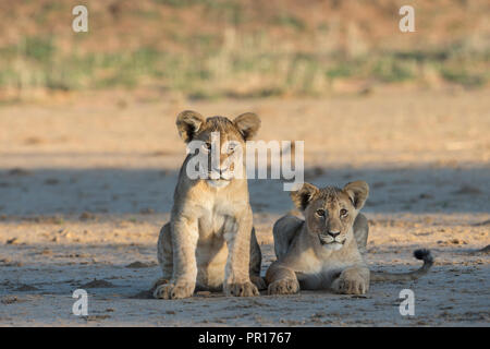 Löwe (Panthera leo) Cubs, Kgalagadi Transfrontier Park, Südafrika, Afrika Stockfoto