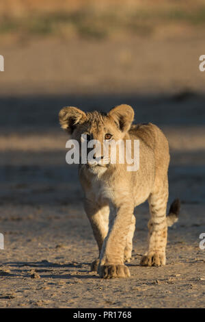 Löwe (Panthera leo) Cub, Kgalagadi Transfrontier Park, Südafrika, Afrika Stockfoto