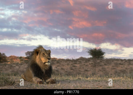 Löwe (Panthera leo) männlich, Kgalagadi Transfrontier Park, Südafrika, Afrika Stockfoto