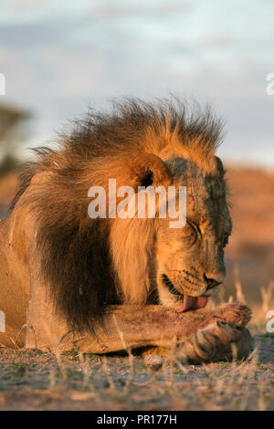 Löwe (Panthera leo) Herrenkosmetik, Kgalagadi Transfrontier Park, Südafrika, Afrika Stockfoto