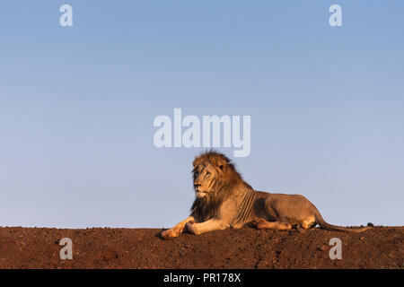 Löwe (Panthera leo), Zimanga Private Game Reserve, KwaZulu-Natal, Südafrika, Afrika Stockfoto