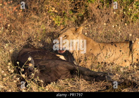 Löwin (Panthera leo) Fütterung junger Kaffernbüffel (Syncerus Caffer), Chobe National Park, Botswana, Afrika Stockfoto