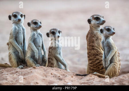 Erdmännchen (Suricata suricatta) bei den, Kgalagadi Transfrontier Park, Südafrika, Afrika Stockfoto