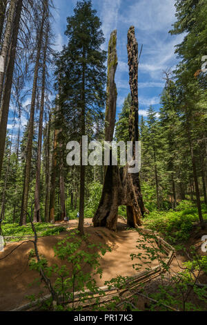 Blick auf Mammutbäumen Baum in Tuolumne Grove Trail, Yosemite Nationalpark, UNESCO-Weltkulturerbe, Kalifornien, Vereinigte Staaten von Amerika Stockfoto