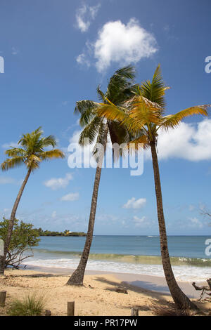 Der unberührte Strand von Les Salines in der Nähe von Sainte Anne, Martinique, West Indies, Karibik, Zentral- und Lateinamerika Stockfoto