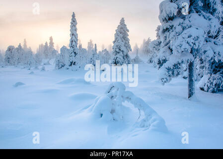 Verschneite Winterlandschaft bei Sonnenuntergang, Lappland, Pallas-Yllastunturi Nationalpark, Finnland, Europa Stockfoto