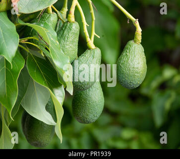 Saisonale Ernte von grünem orgaic Avocado, tropischem Grün Avocados die RIP-Verarbeitung auf großen Baum in der Nähe, Stockfoto