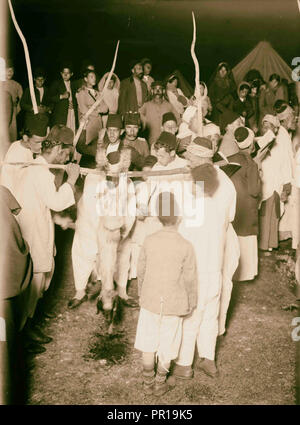 Der Samariter Ostern am Mt. Garizim, die Vorbereitung der Aas 1900, West Bank Stockfoto