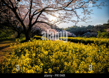 Reisen Cherry Blossom Flower Park in Hamamatsu, Shizuoka, Japan Stockfoto