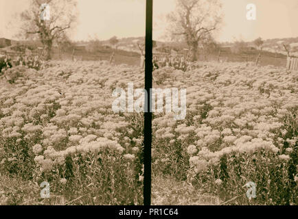 Wilde Blumen in Palästina. Bereich der wilden peppergrass chalepense (Lepidium L.). 1900 Stockfoto