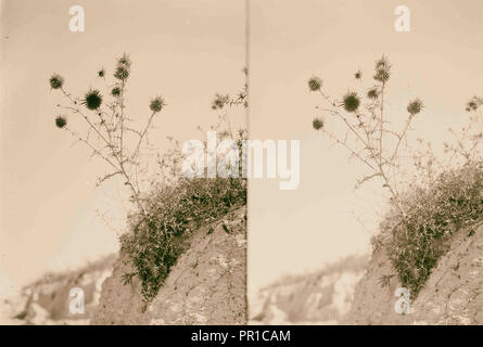 Wilde Blumen in Palästina. Globus - Thistle viscosus (Echinops L.). 1900 Stockfoto