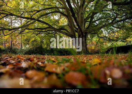 Herbst Bäume und Blätter in London UK. mit einem niedrigen Perspektive der Bäume Blätter und Sträucher Stockfoto