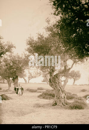 Bäume und Sträucher alten Olivenbäumen. (Olea europaea L.). 1900, Naher Osten Stockfoto