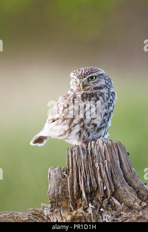 Steinkauz, Athene noctua am Les Gibbon kleine Eule Fotografie fotografiert verbergen, East Yorkshire. Stockfoto