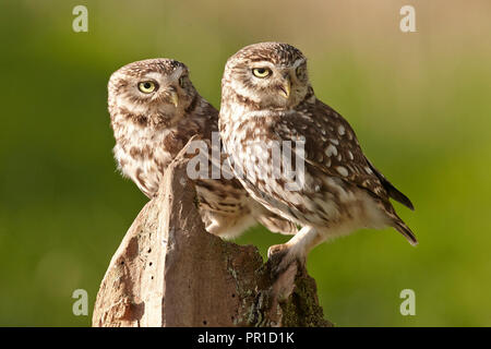 Zwei ein paar Steinkäuze, Athene noctua, East Yorkshire, Großbritannien Stockfoto