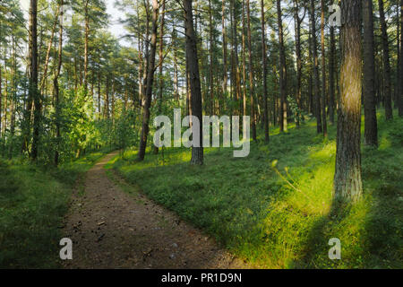 Pfad durch immergrüne Koniferen Pinienwald. Pinewood mit Schotten oder Schottische Kiefer Pinus sylvestris Bäume in Pommern, Polen wächst. Stockfoto