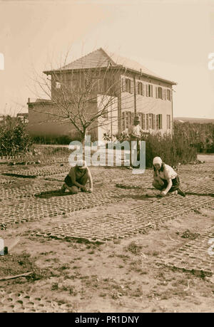 Zionistischen Kolonien auf Sharon. Borochov. Girls' Farm, Topfen Pflanzen. 1920, Israel Stockfoto